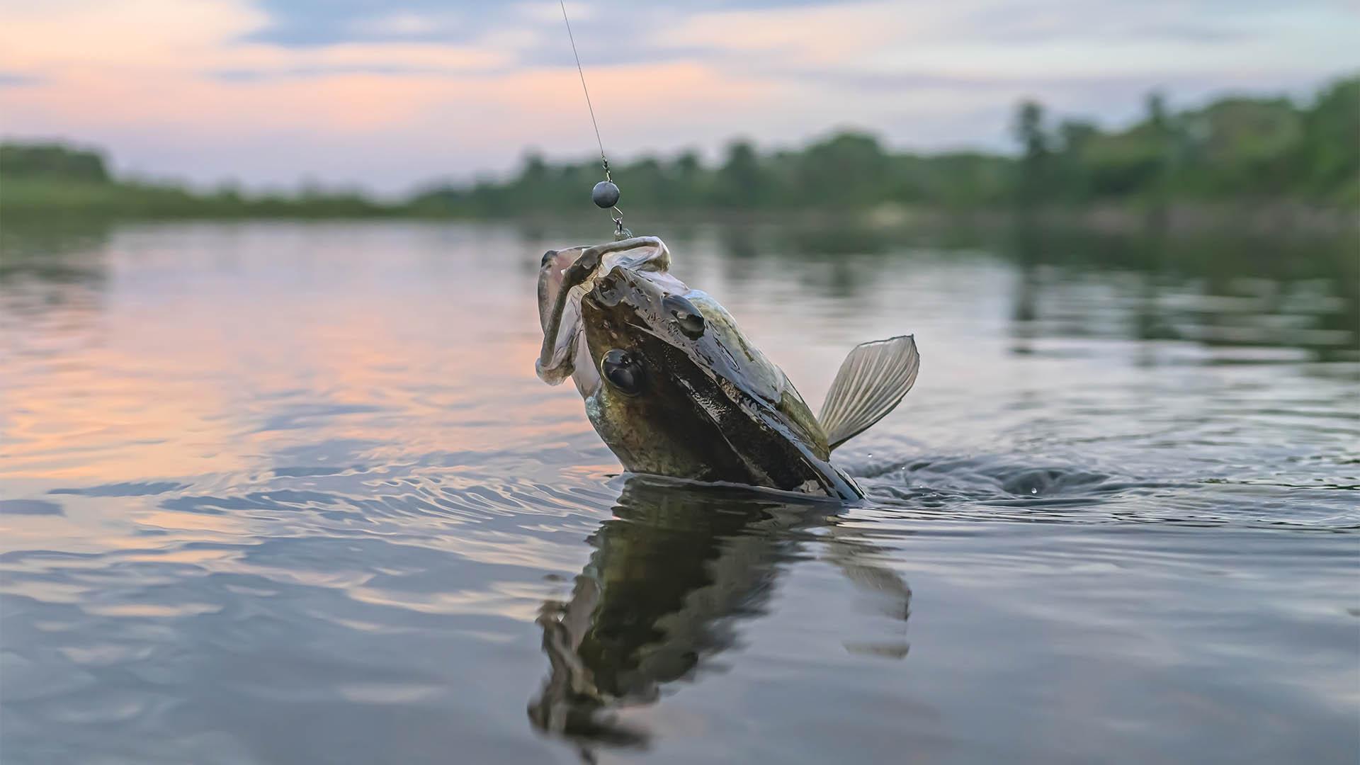 A walleye being reeled in.