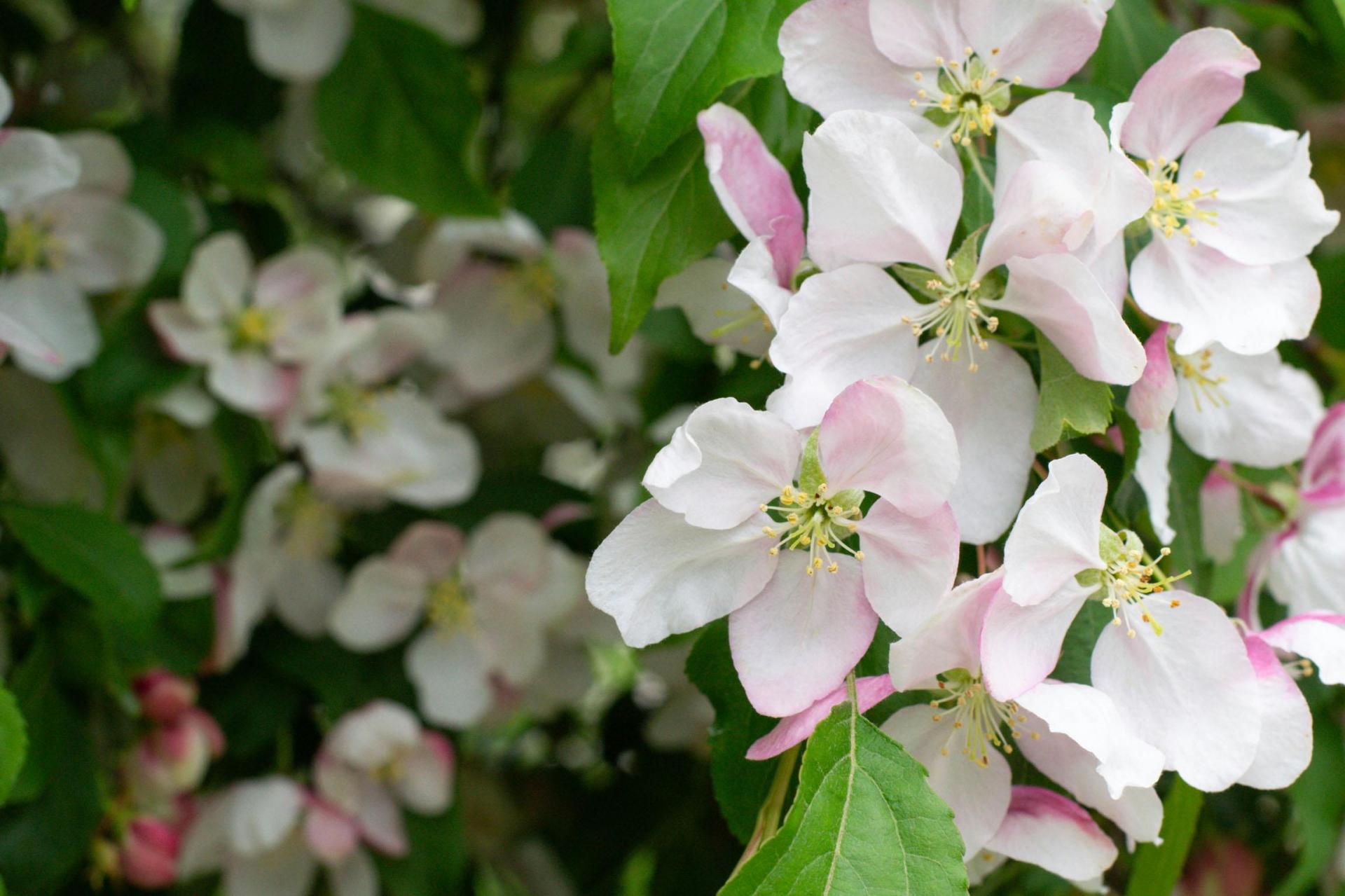 Blossoms