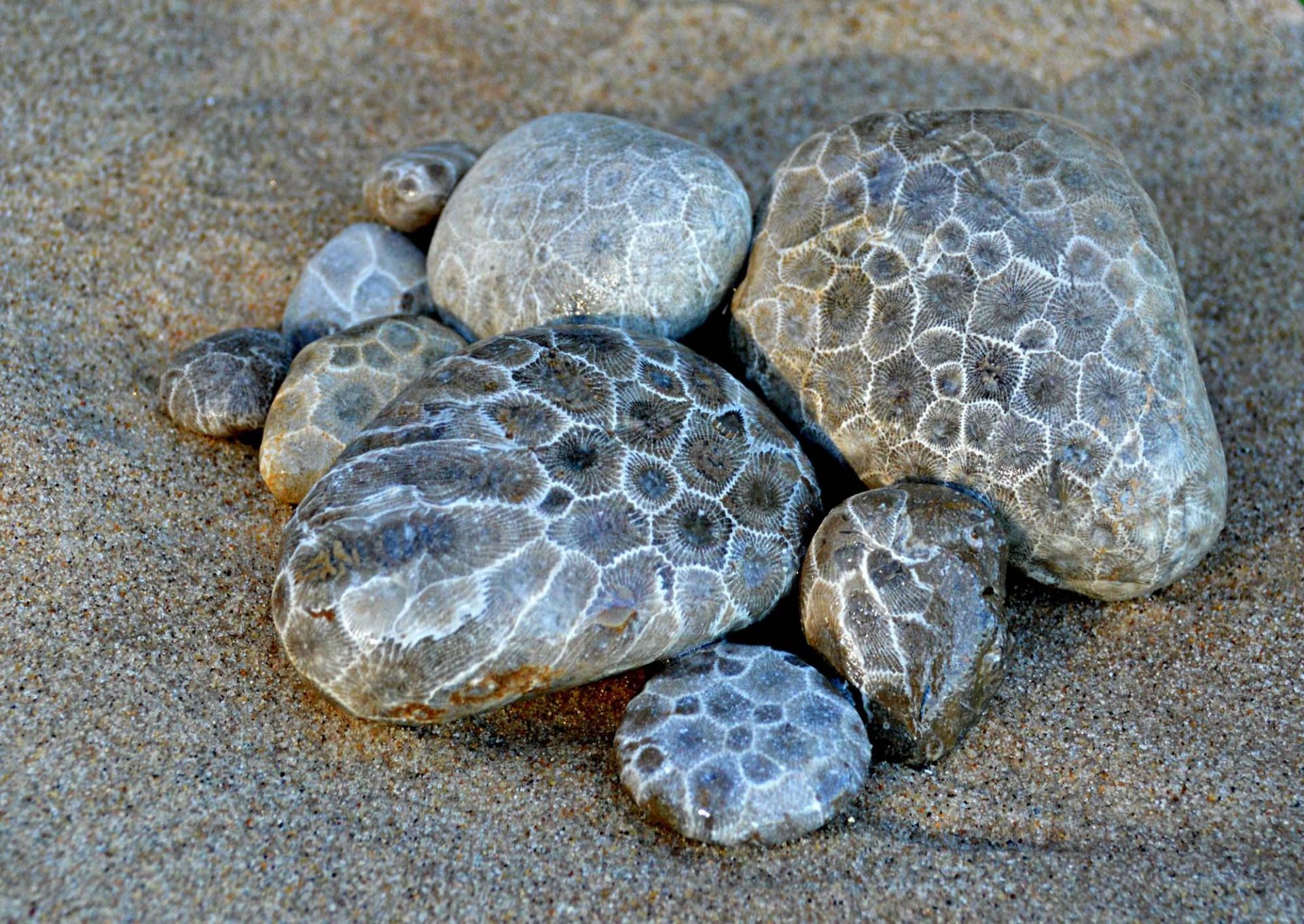 Petoskey Stones