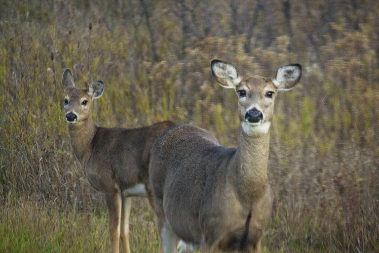 Deer hunting