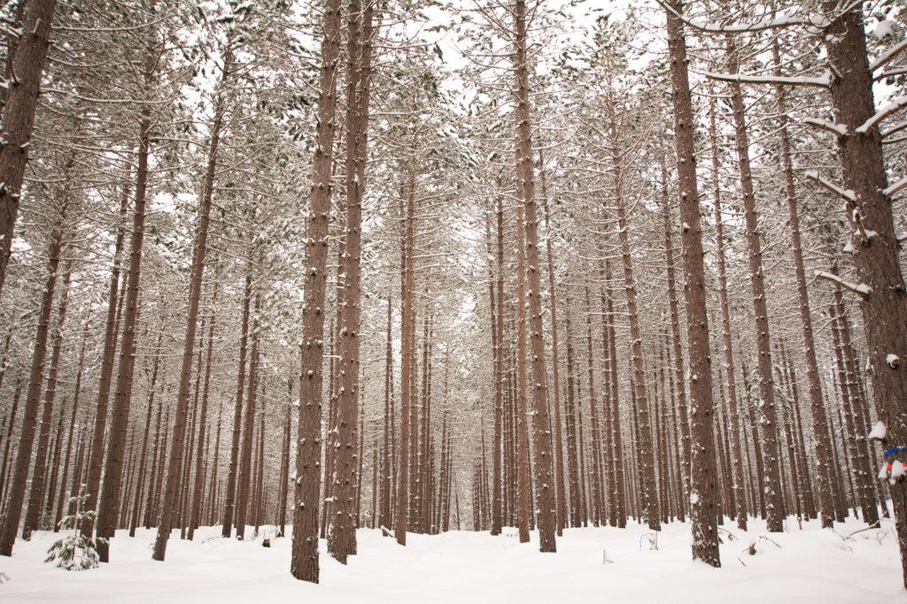 Snowy treescape