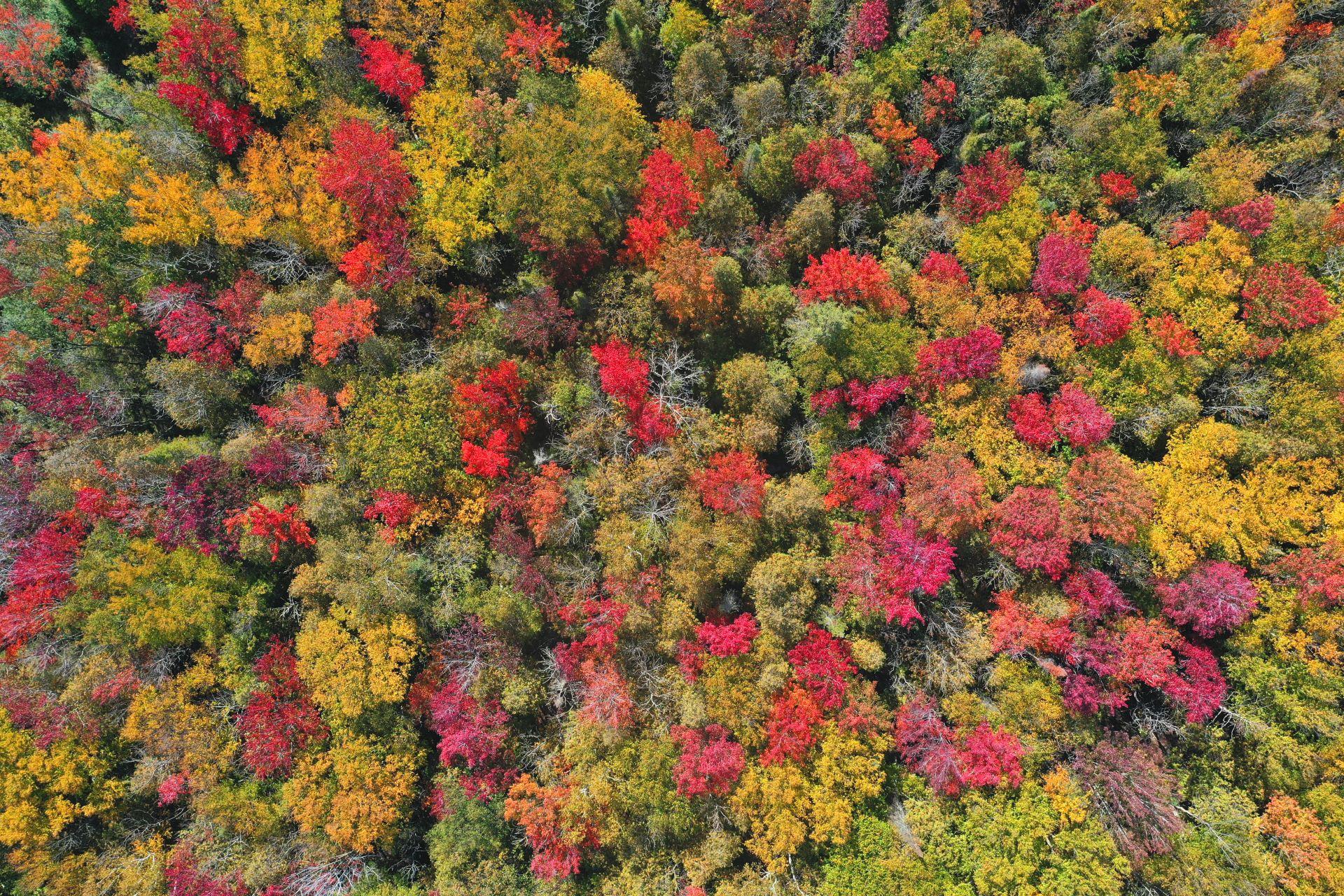 Fall trees from drone