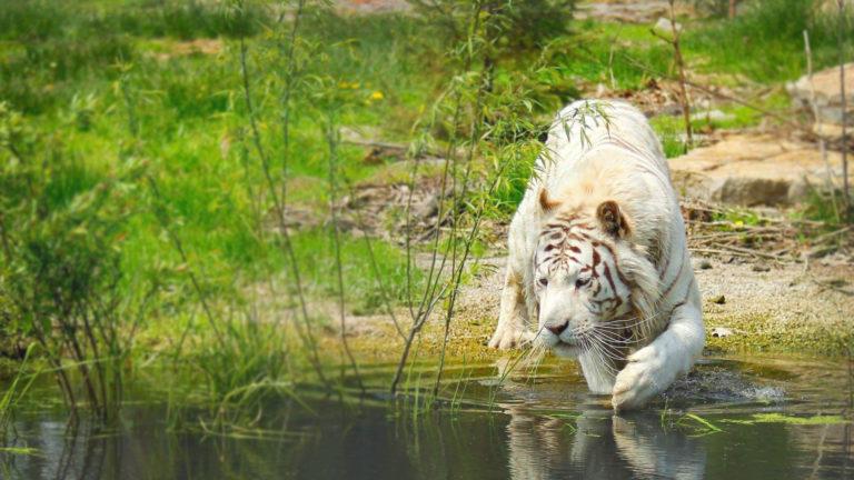 white tiger wading into a pool of water