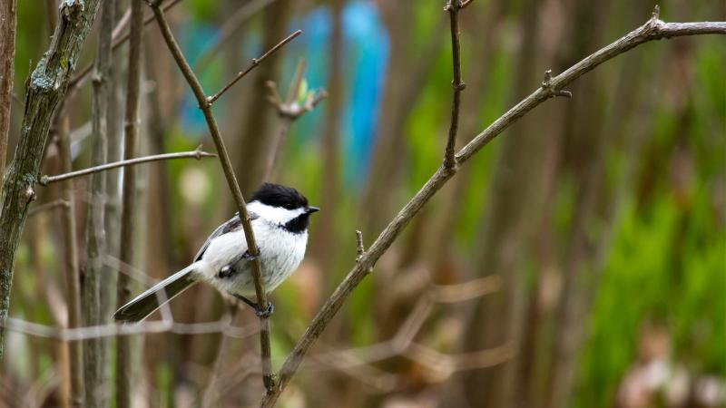 Chickadee sitting on a branch in the springtime