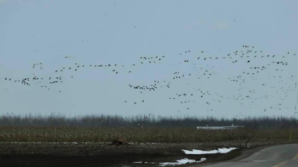 Sandhill Crane - John McDonough