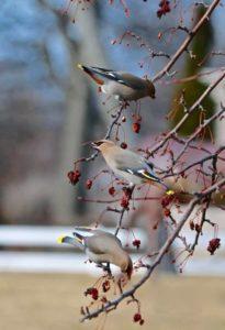 bohemianwaxwingsesky_johnmcdonough