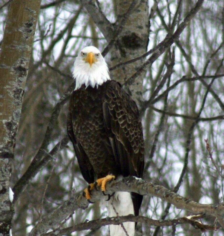 baldeagleescanaba_johnmcdonough