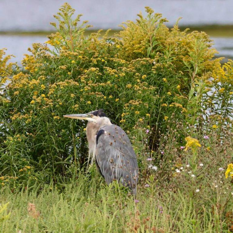 greatblueheron_john