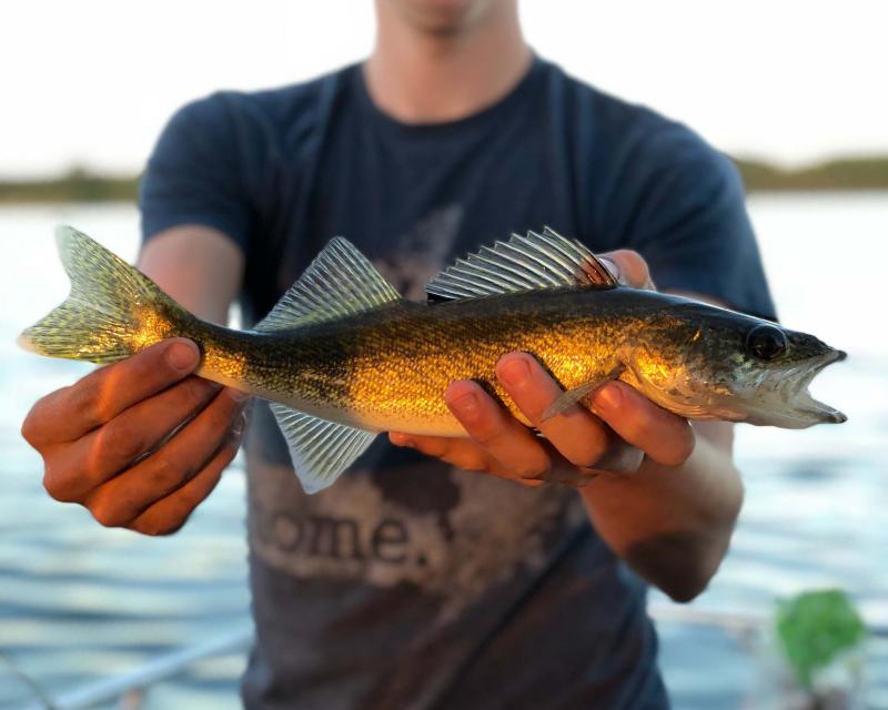 	fisherman holding up a walleye