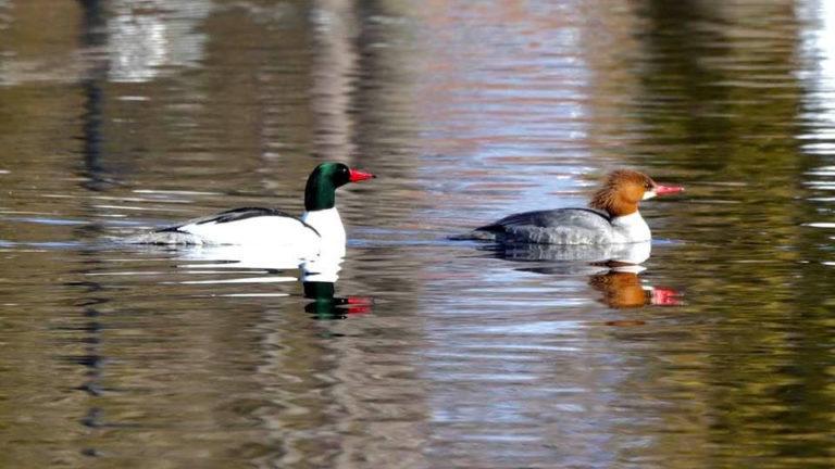 commonmerganser_johnmcdonough