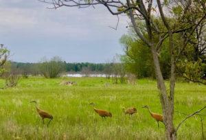 sandhillcranes