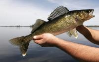 Walleye Fishing