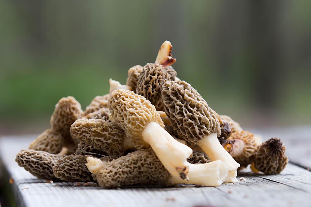 A tack of morel mushrooms on a table.