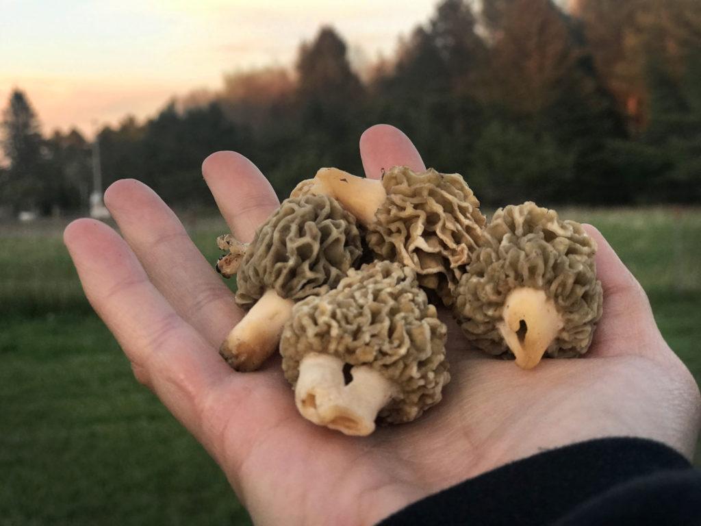 Morels in hand